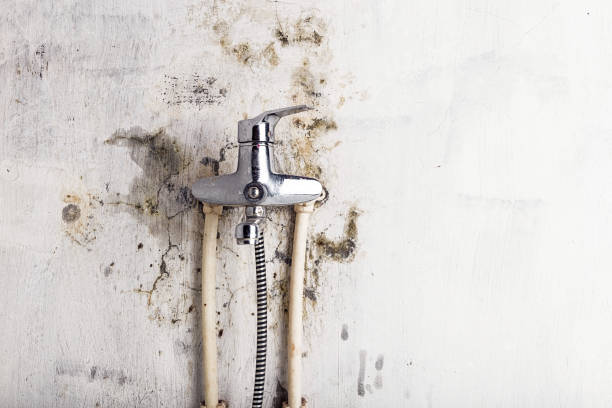 Best Mold Damage Repair  in Xtonia, PA
