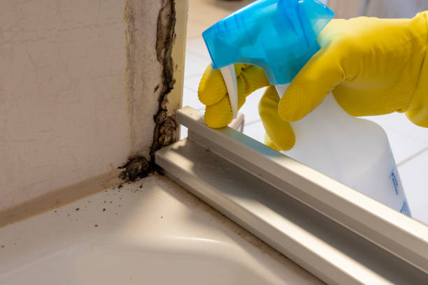 Best Mold Damage Repair  in Xtonia, PA